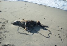 Orrore nella spiaggia di San Saba, trovato il corpo di un cane legato ad un filo elettrico
