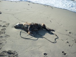 Orrore nella spiaggia di San Saba, trovato il corpo di un cane legato ad un filo elettrico