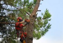 Interventi di potatura alberature: limitazioni in alcune aree cittadine, ecco quali