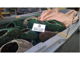 Pesca illegale: sequestrati 9000 ricci di mare