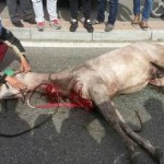 Viale Europa, cavallo si imbizzarrisce e investe auto