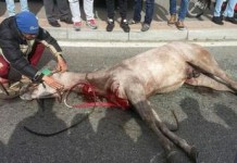 Viale Europa, cavallo si imbizzarrisce e investe auto