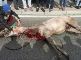 Viale Europa, cavallo si imbizzarrisce e investe auto