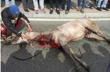 cavallo