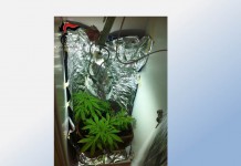 Ai domiciliari coltivava cannabis, arrestato 32enne