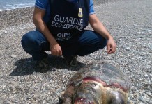 Patti: ritrovata in spiaggia la carcassa di una tartaruga marina