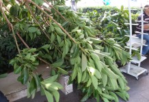 Grosso ramo cade in Piazza Annibale, la Circoscrizione chiede un intervento urgente