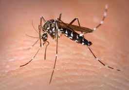 Zanzara tigre: massima allerta nella provincia di Messina