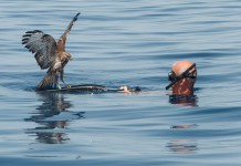 Salina: recuperata e liberata una poiana nel mare di Pollara
