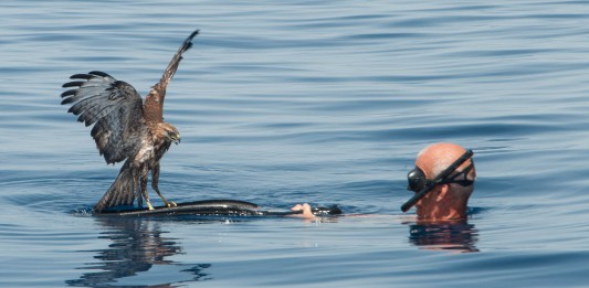 Salina: recuperata e liberata una poiana nel mare di Pollara