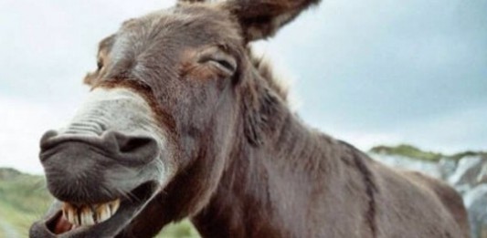 Messinesità #adminchiam – U muccalapuni