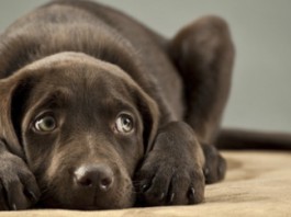 No ai botti di Capodanno: Ialacqua alle forze dell’ordine, “assoluta fermezza”