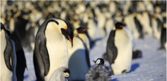 #criticamilitante – Natale con l’auto