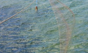 Pesca di frodo