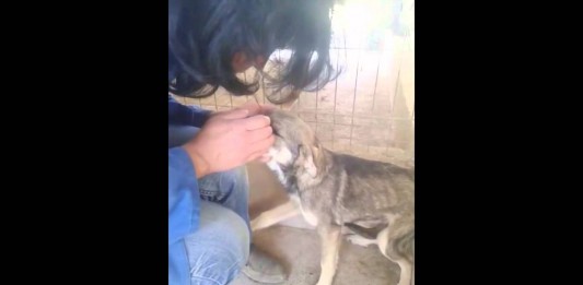 Cosa può fare l’amore: la reazione di un cane che non aveva mai ricevuto carezze (video)