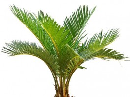Furnari, in due sorpresi a rubare le palme del parco urbano