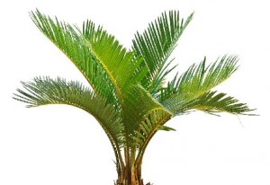 palm