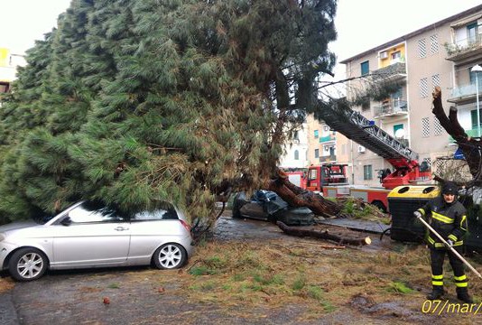 Albero secolare cede a Villa Lina: il presidente di Circoscrizione “fragilità segnalata, ma adesso è tardi”