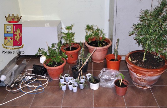 Sorvegliato speciale sorpreso dalla Polizia a coltivare marijuana