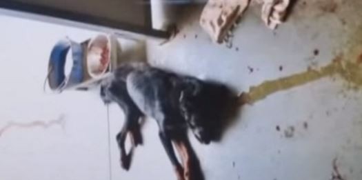 Millemusi: canile lagher? Intanto il veterinario accusato e licenziato resta al suo posto