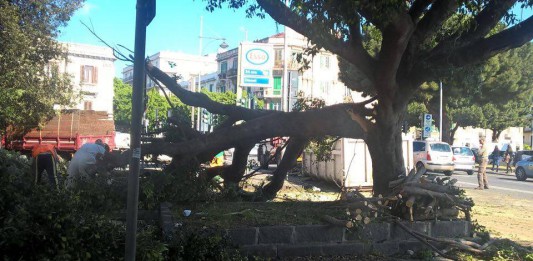 Alberi in caduta libera: crollo in via Tommaso Cannizzaro. Palano Quero e Faranda all’attacco