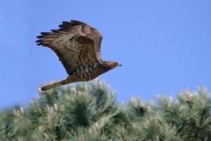 3-falco-pecchiaiolo-basso-castanea