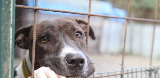 Cani trasferiti da Messina a Taurianova, Il Partito Animalista interviene