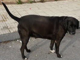 Nerone, il cane “ciccione” che ha commosso il paese di Ganzirri