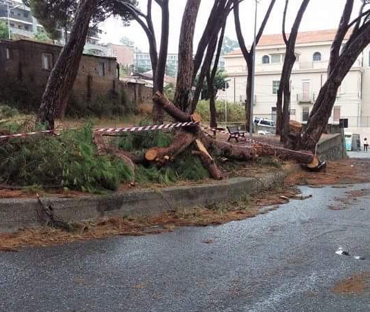Montepiselli: cade un grosso pino, la IV Circoscrizione “l’avevamo inutilmente segnalato”