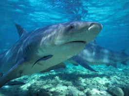 Ganzirri: avvistato uno squalo a 60 mt dalla riva