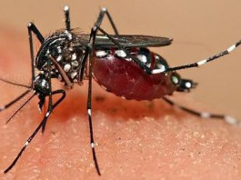 Disinfestazione: Messinaservizi interviene nella zona Nord della città per secondo ciclo dal 18 al 20 luglio