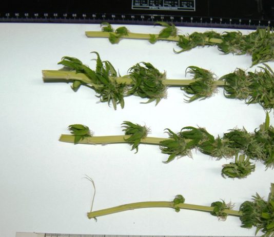 Ventisettenne di Barcellona P.G. sorpreso dalla Polizia a coltivare marijuana, arrestato