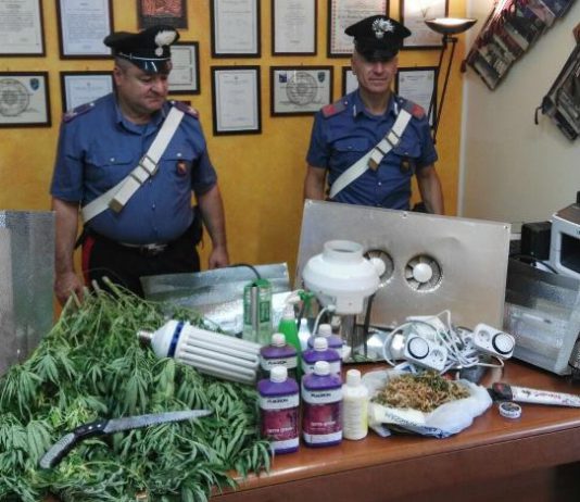 Spadafora: giovane consigliere comunale arrestato per coltivazione di marijuana