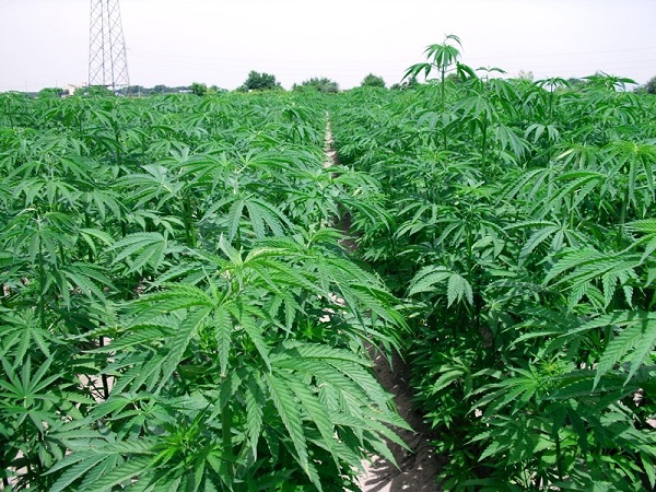 canapa_c_sativa