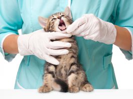 Falso e abuso d’ufficio: tre veterinari indagati sui Nebrodi