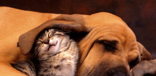 Messina a “quattro zampe”: in progetto il cimitero per gli animali e una campagna di “adozione diffusa”