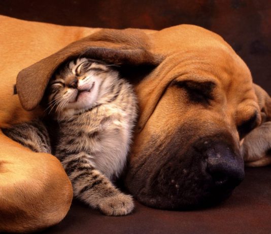 Messina a “quattro zampe”: in progetto il cimitero per gli animali e una campagna di “adozione diffusa”