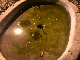 Pesci morti dentro la fontana, “PuliAmo Messina”: ragazzata o atto intimidatorio?