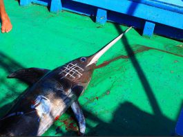 Pesca, quote pescespada: Accetta (Federcoopesca) “durissimo colpo per le nostre stremate marinerie”