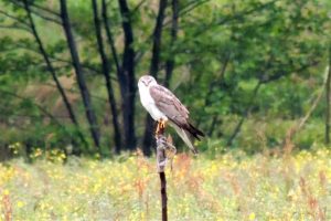 Albanella pallida (Large)