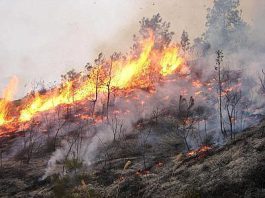 Montagnareale (ME): piromane arrestato dai Carabinieri per incendio boschivo
