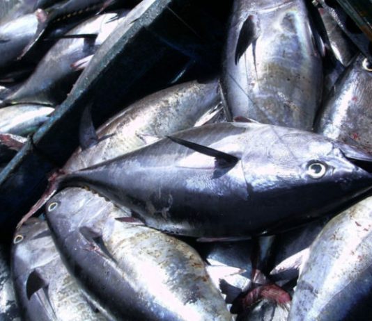 Donati alla mensa di S. Antonio 163 kg di tonno rosso sequestrati