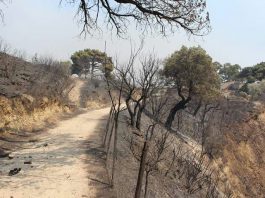 Incendi a Messina, l’assessore Pino “Roghi domati, situazione sottocontrollo”