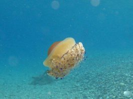 Meduse “buone” nello Stretto: arrivano le Cassiopea