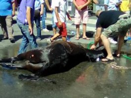 Troppo caldo e poca attenzione: il cavallo Oliver stramazza in Via Garibaldi e poi muore