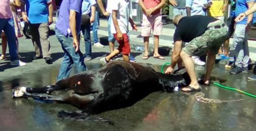 Troppo caldo e poca attenzione: il cavallo Oliver stramazza in Via Garibaldi e poi muore