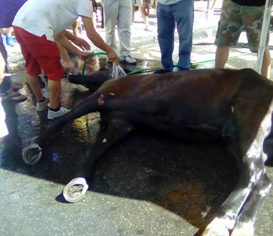 Firmata dal sindaco ordinanza “Oliver”: niente carrozzelle e cavalli per le vie di Messina
