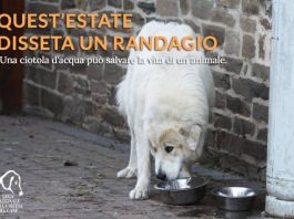 Caldo record a Messina, Ialacqua: “acqua per i randagi e limitazioni per l’uso dei cavalli”