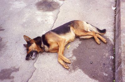 Polpette avvelenate: denunciato un uomo a Milazzo