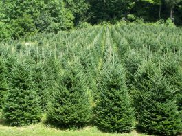 Nuova vita per gli alberi di Natale, la raccolta dal 7 al 9. Ecco dove consegnarli